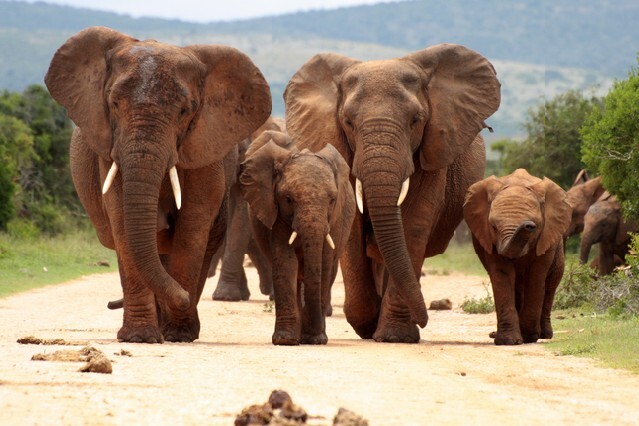 A herd of elephant walking towards the camera in this black and white image.